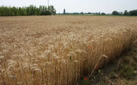 Venerdì della XV settimana del tempo ordinario