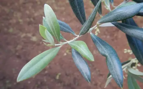 Annunciazione del Signore