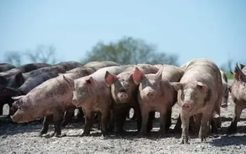 Mercoledì della XIII settimana del Tempo Ordinario