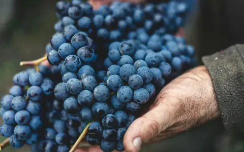XXVII domenica tempo ordinario -